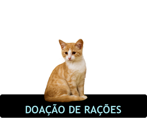 Imagem de gato