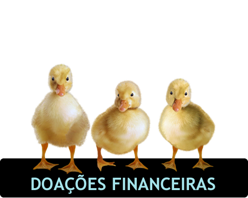 Imagem de pato