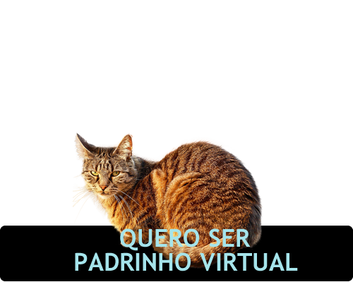 Imagem de gato